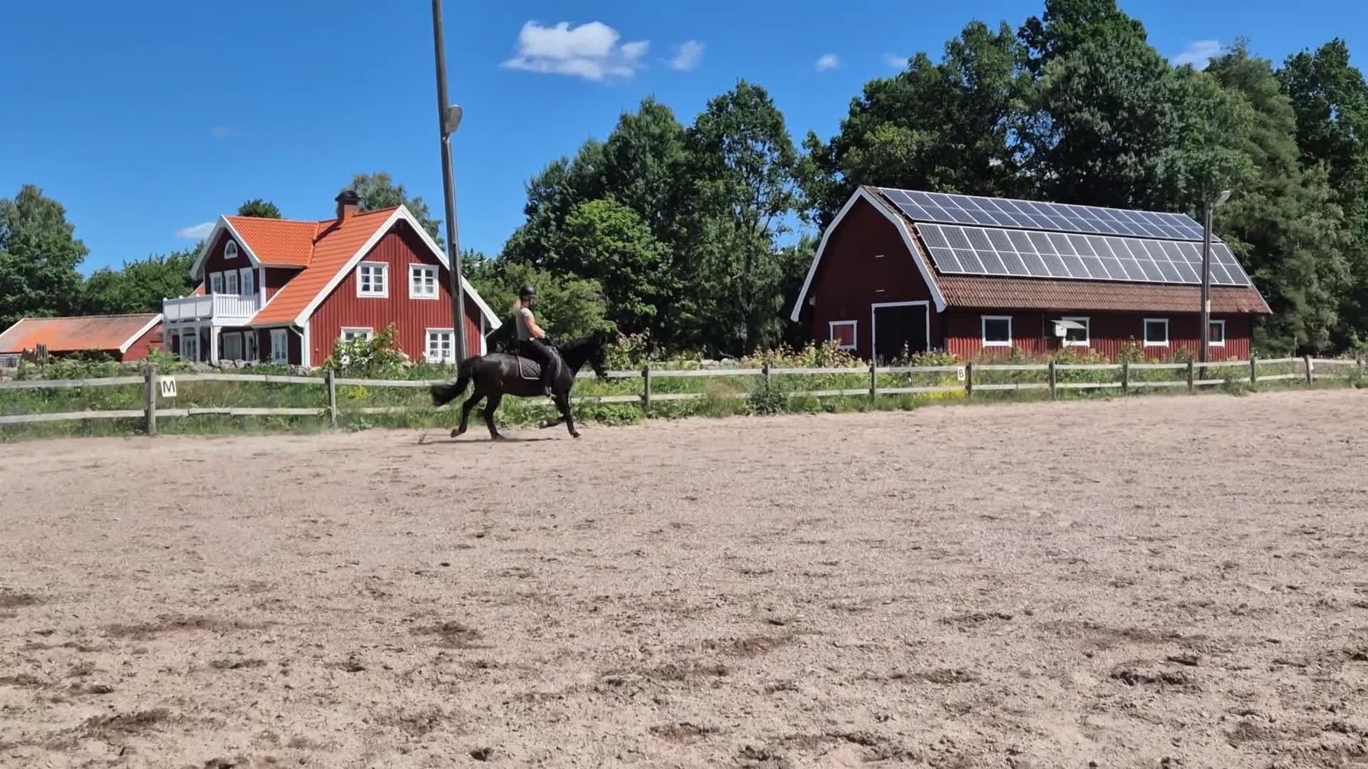 Dressyr hästar till salu: Fin dressyrponny - Video 1