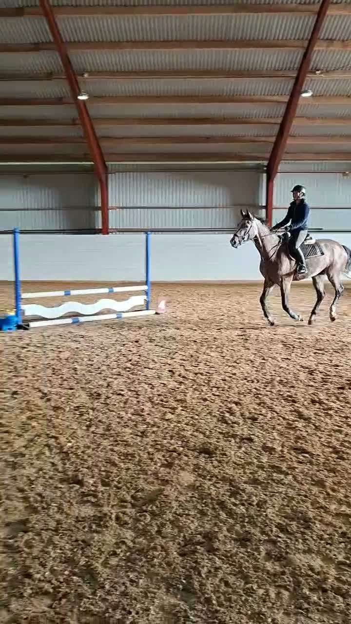 Hoppning hästar till salu: Trevlig 4åring  - Video 1