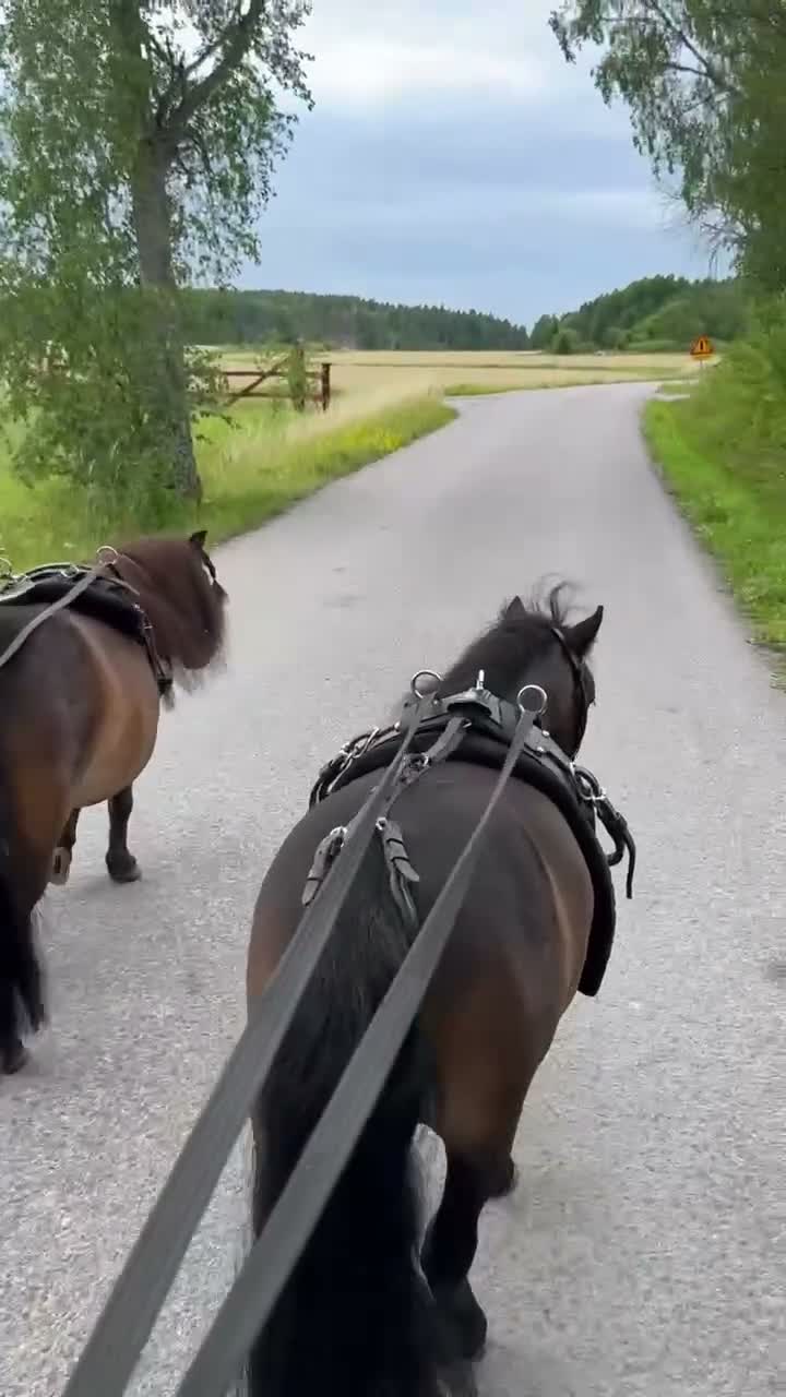 Allround hästar till salu: Bästa minishettisarna - Video 1