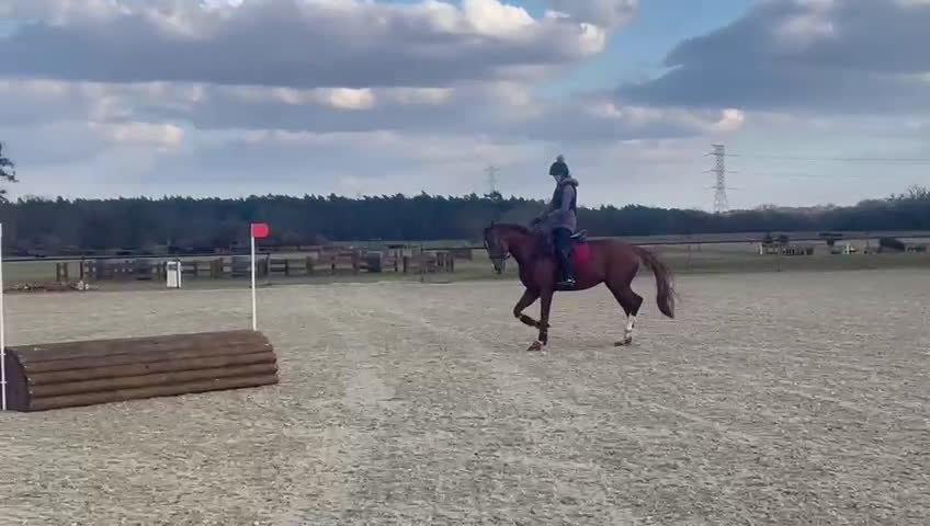 Fälttävlan hästar till salu: Fälttävlans-häst med stor potential - Video 1