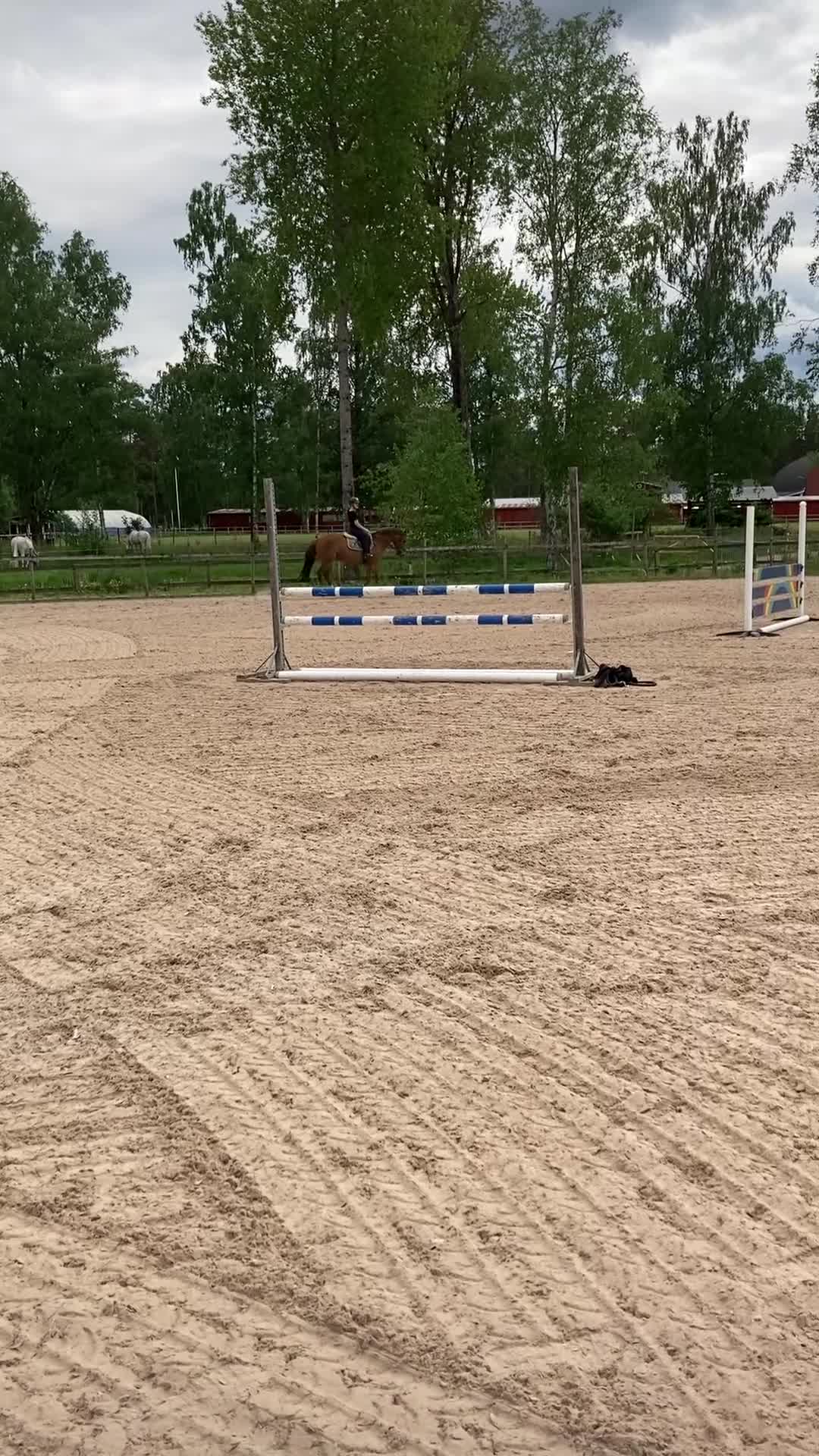 Allround hästar till salu: Mycket trevligt allround sto säljes  - Video 1