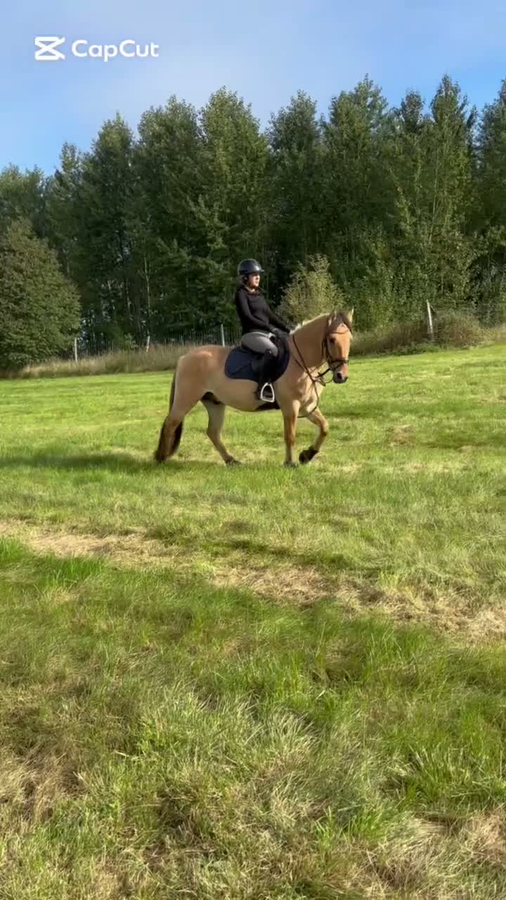 Allround hästar till salu: Trevlig valack - Video 1