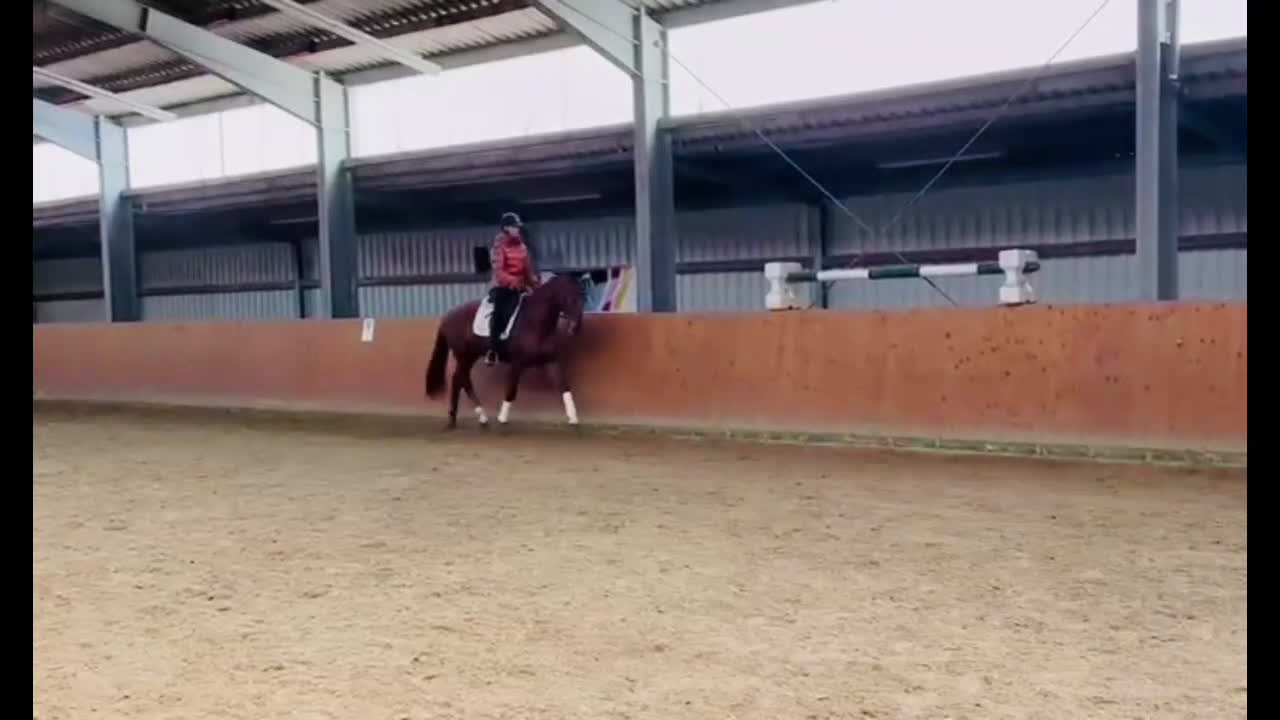 Fälttävlan hästar till salu: Rar dressyrvalack i mindre förpackning - Video 1