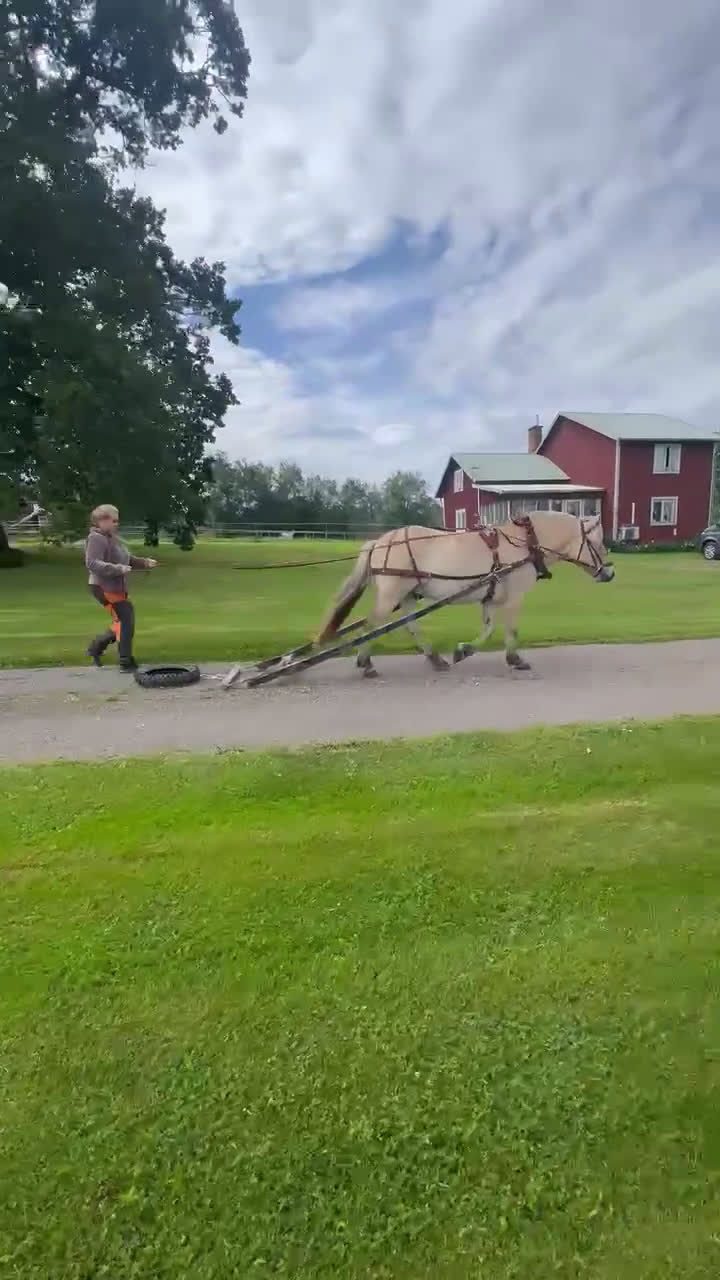 Allround hästar till salu: Välarbetad unghäst  i Östansjö - Video 1