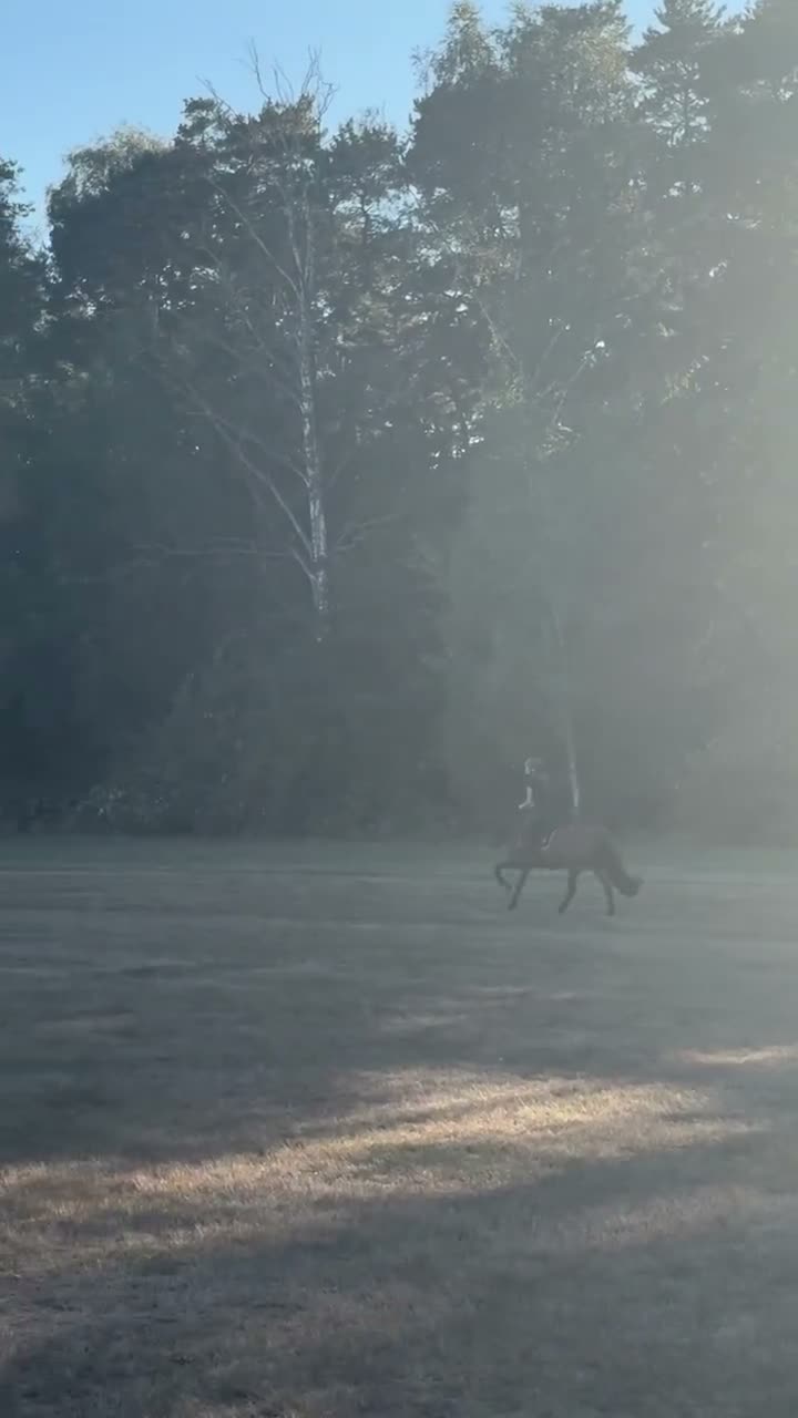 Allround hästar till salu: Fint gotlandsruss till salu i Löddeköpinge - Video 1