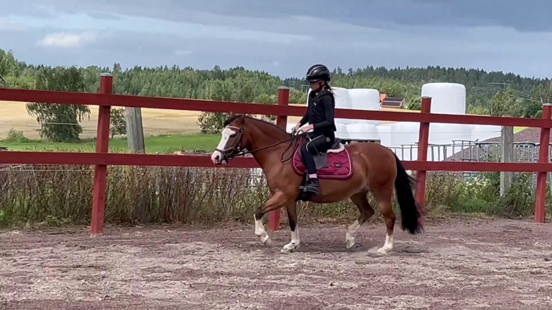 Allround hästar till salu: Löromästare i Kil - Video 3