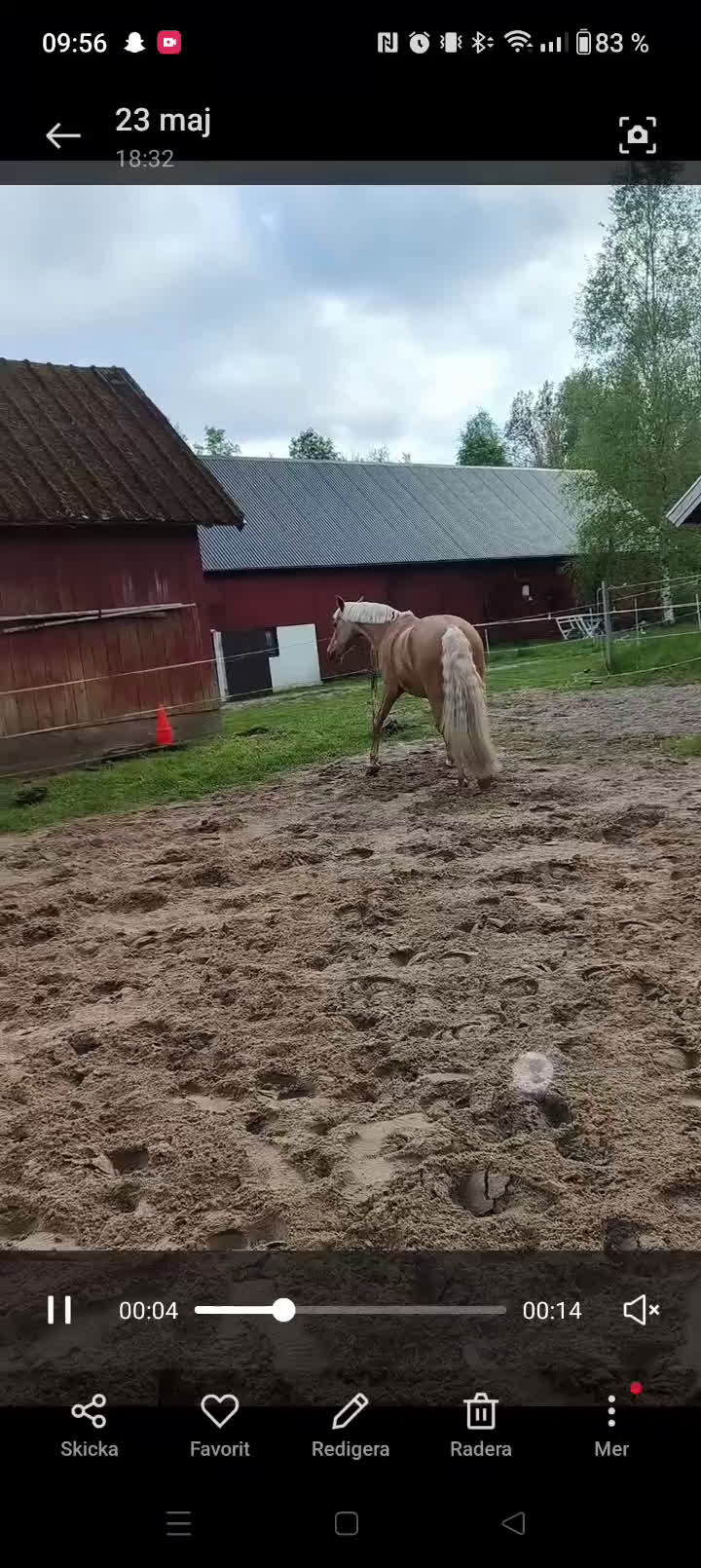  foderhäst finnes: Palamino sto utlånas för avel eller sällskap  i Eneryda - Video 1