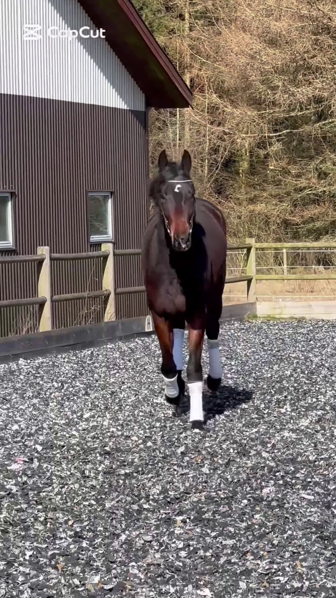 Dressyr hästar till salu: Outstanding dressage prospect for the future  - Video 1