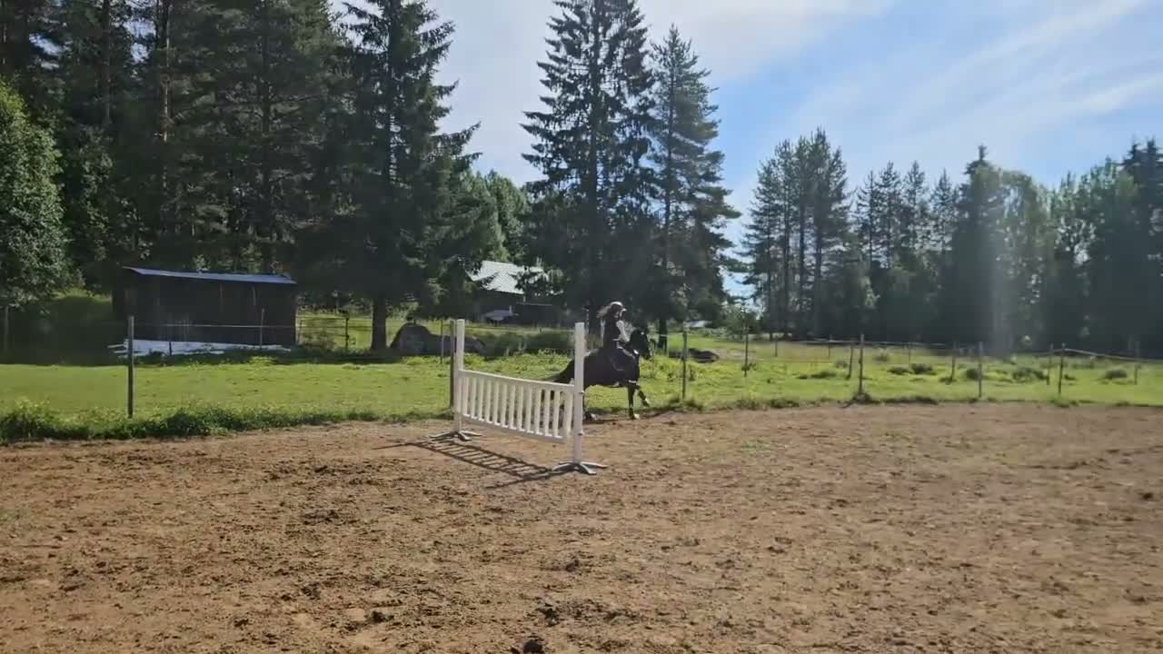 Hoppning hästar till salu: Fin B-ponny i Sävar - Video 1
