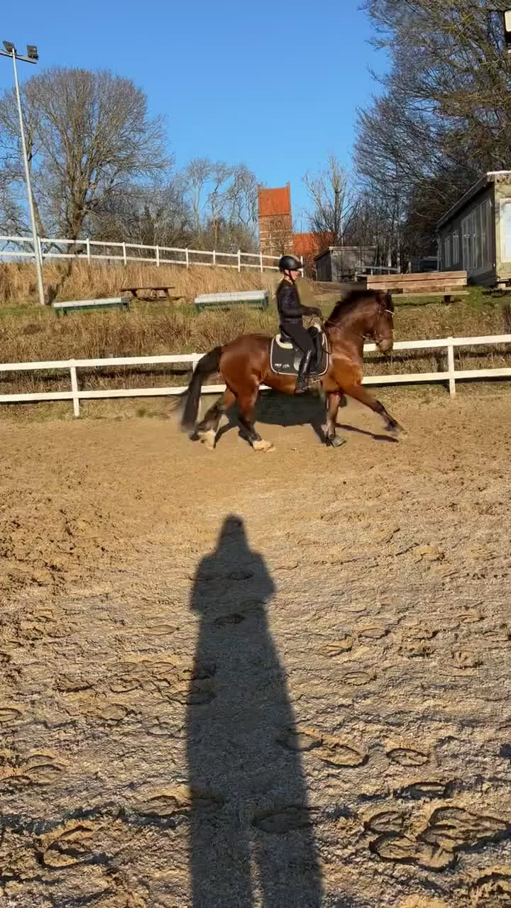 Hoppning hästar till salu: Ponyen du kan nå til de høje klasser med  - Video 1