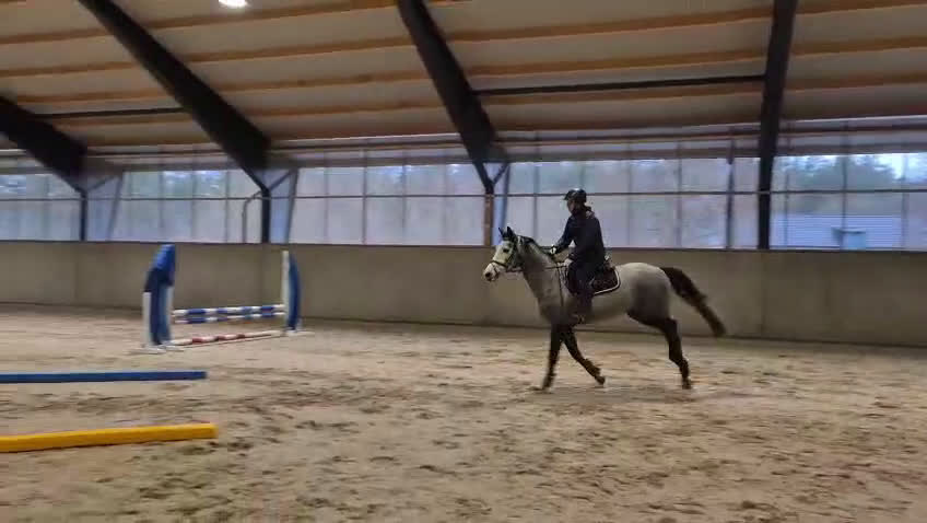 Hoppning hästar till salu: Hoppsto med framtidsutsikt och otroligt sinnelag - Video 2