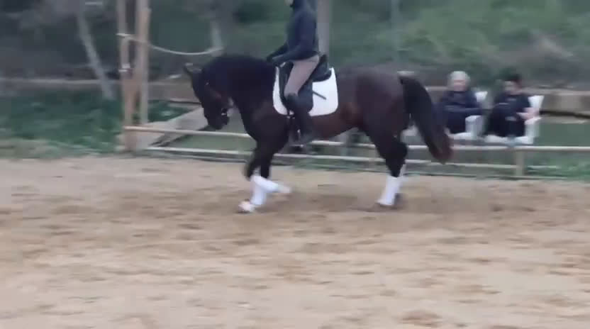 Dressyr hästar till salu: Spansk dröm 🐴😍 - Video 1
