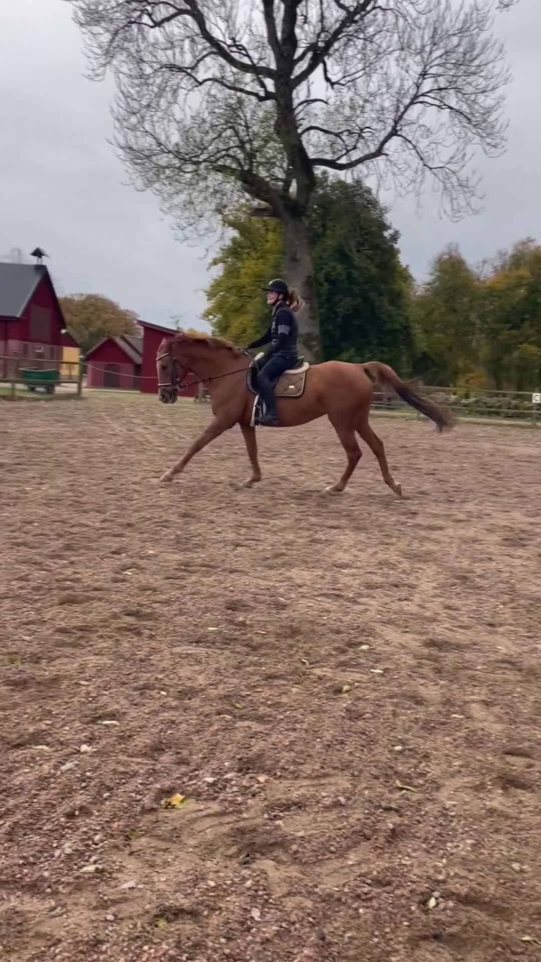 Allround hästar till salu: Hoppglad hobbyhäst - Video 2