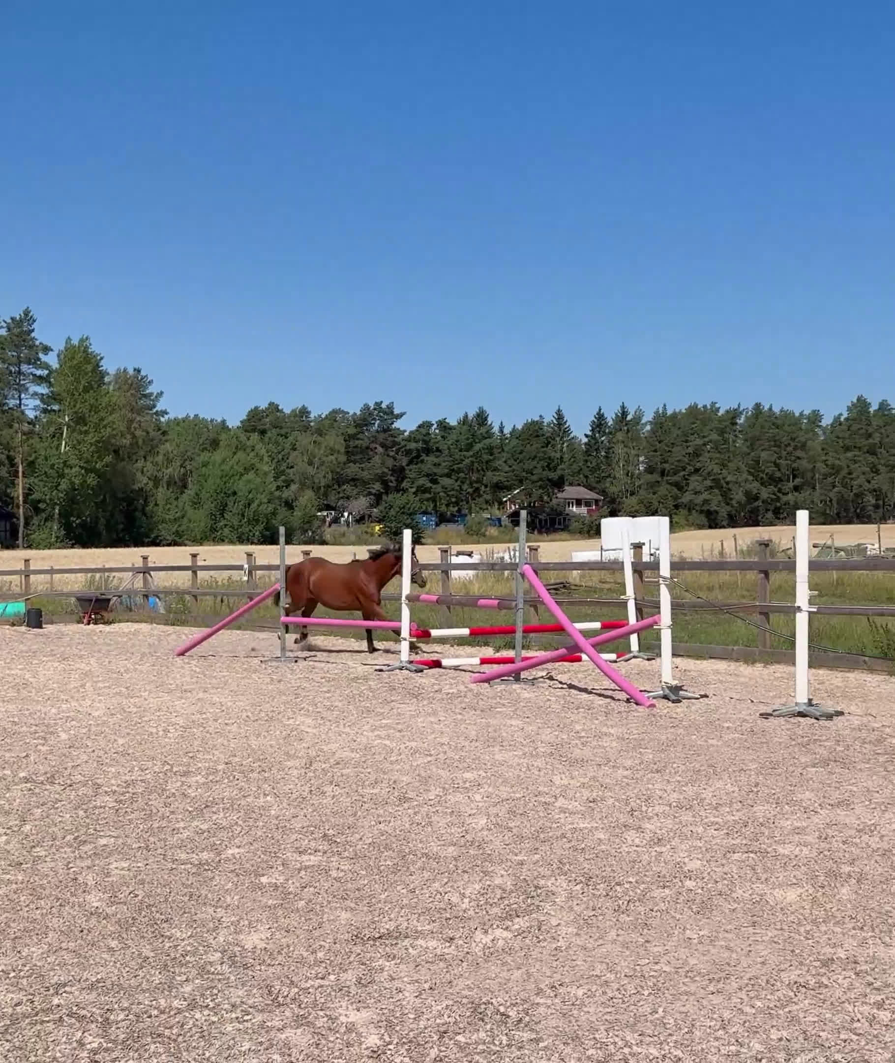 Hoppning hästar till salu: Storhoppande kille för satsande ryttare  - Video 3