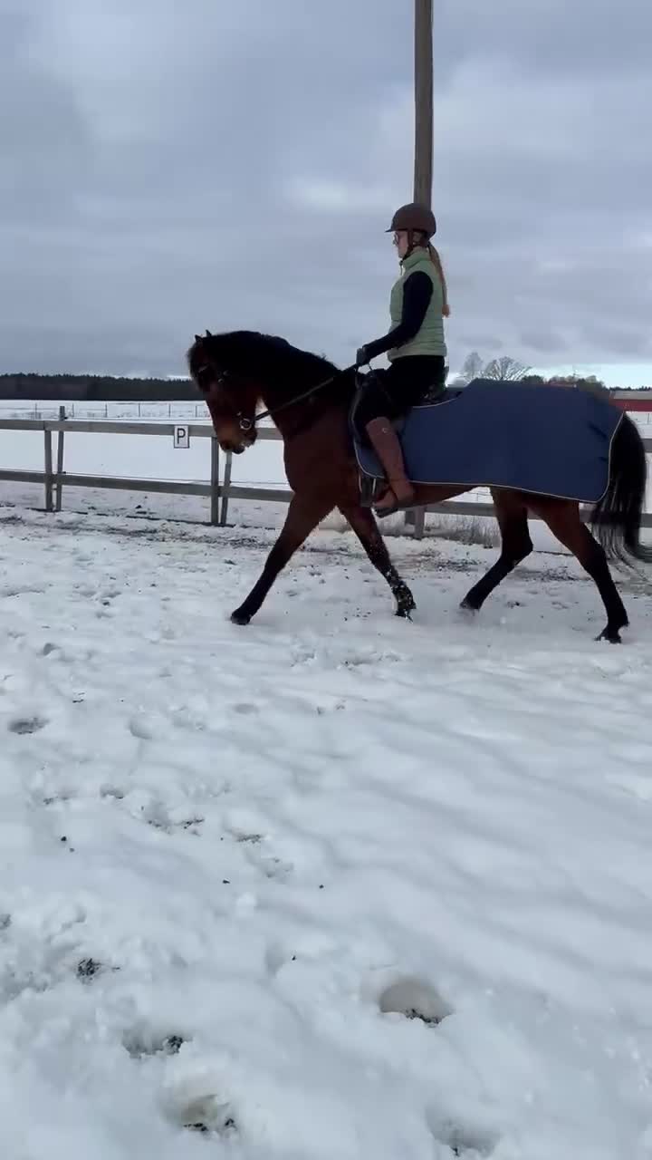 Dressyr hästar till salu: Arbetsmyran söker nytt hem! i Vara - Video 1