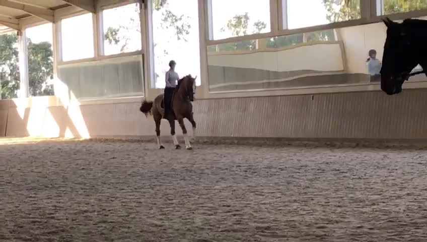 Dressyr hästar till salu: SWB-sto dräktig med Kjento i Lund - Video 2