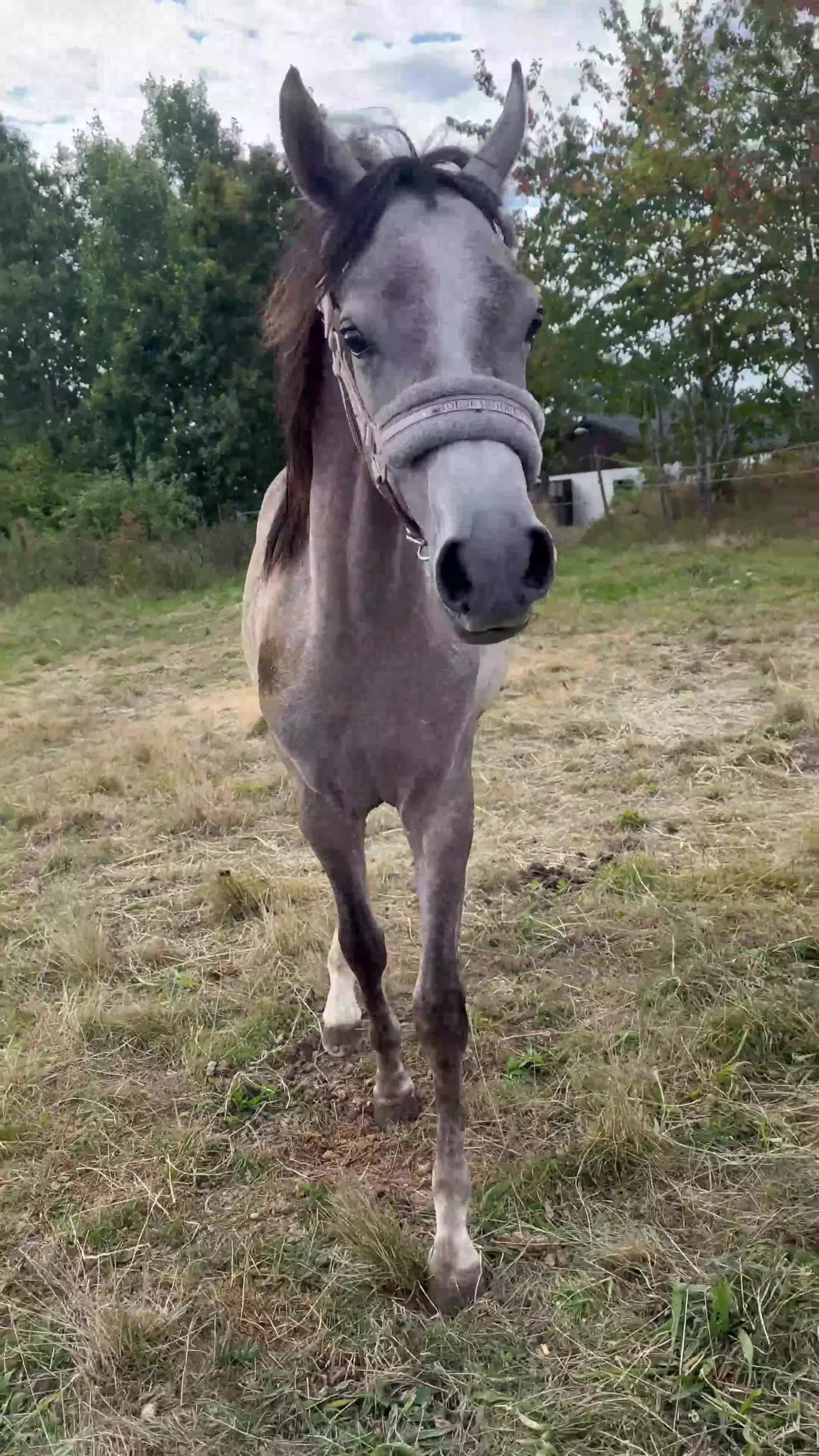 Övrigt hästar till salu: Arabhingst med Topstam från känt stuteri i Belgien i Yngsjö - Video 2