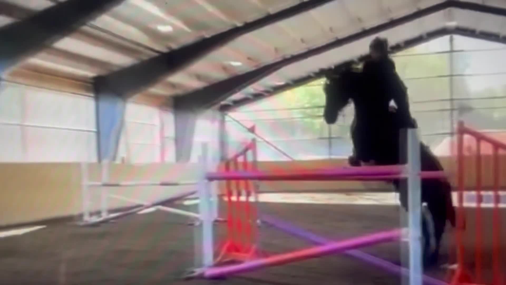 Hoppning hästar till salu: Tävlingshäst och Selektionssto - Video 3