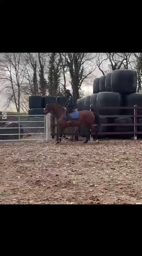 Allround hästar till salu: Vackert och supertrevligt ISH sto! ⭐️ - Video 3
