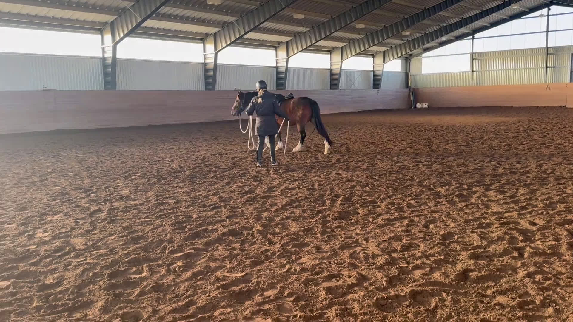 Allround hästar till salu: Vänlig kille för dig med kunskap i Norrköping - Video 1