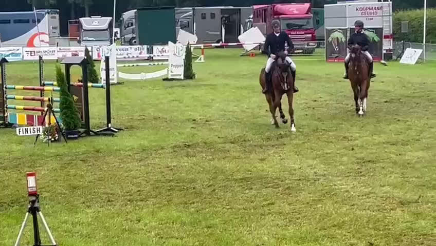 Hoppning hästar till salu: Fantastisk valck för hoppning  - Video 3