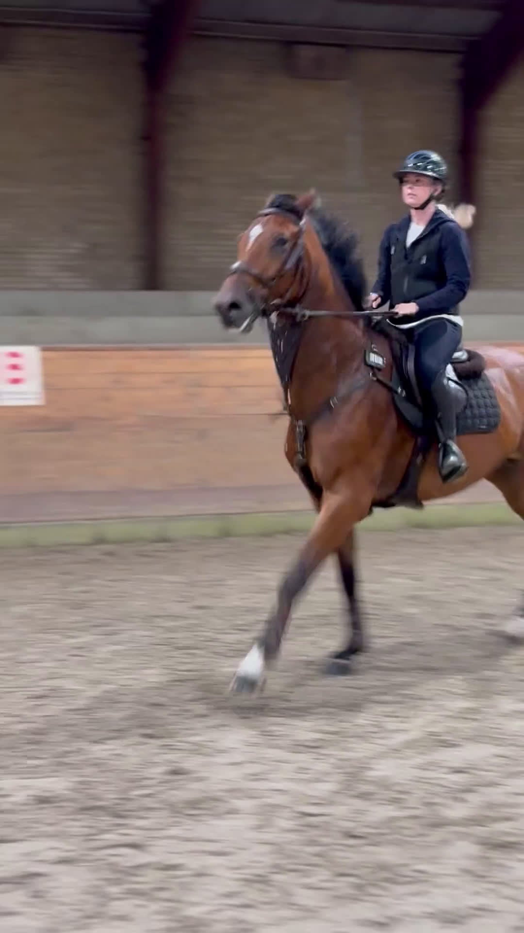 Hoppning hästar till salu: Spring hest i Ejstrupholm - Video 1