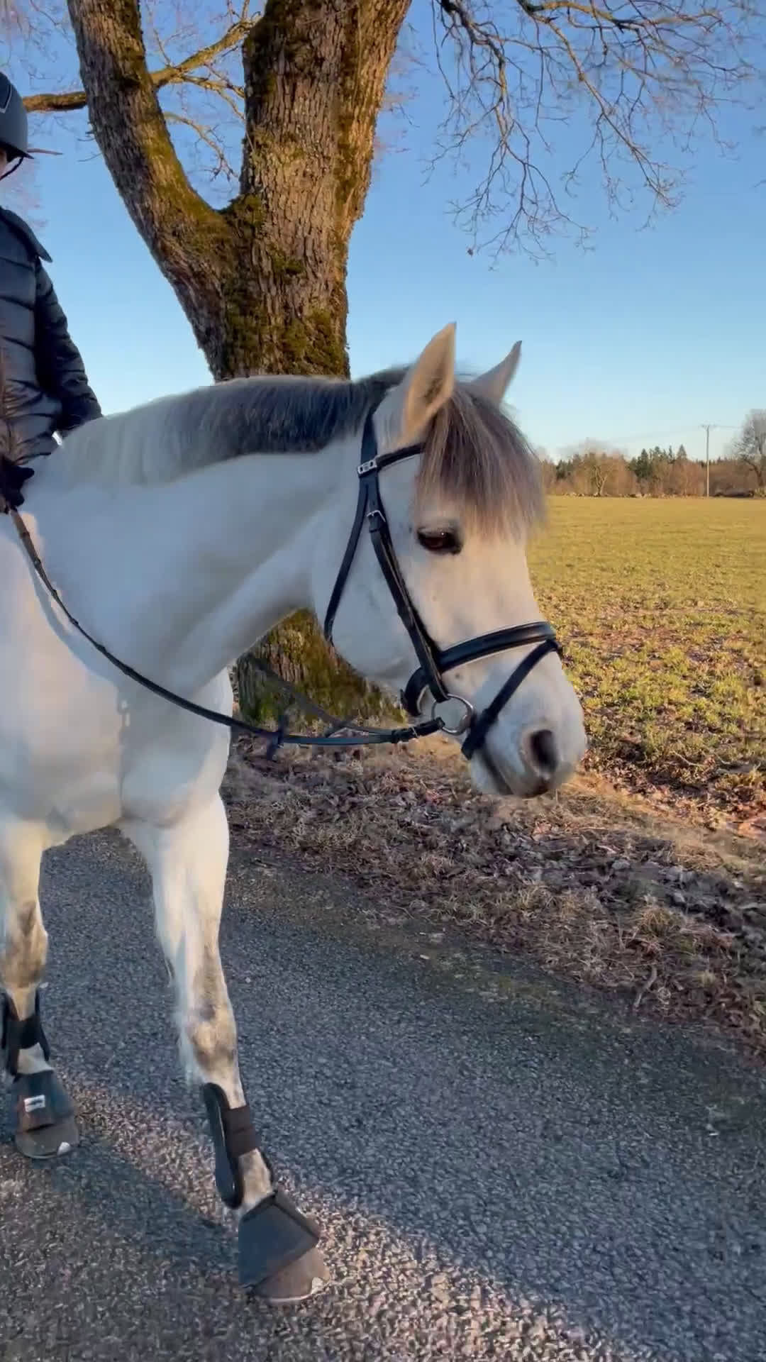 Avelshästar hästar till salu: Fantastisk hobbyhäst/Avel i Sävsjö - Video 1