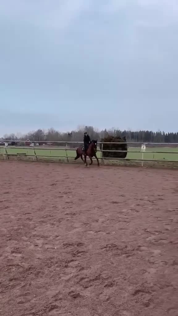 Allround hästar till salu: Energiskt sto  - Video 3