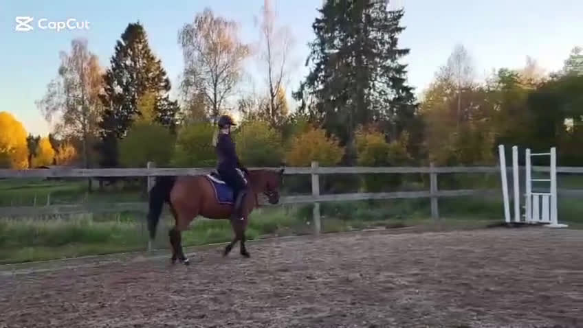 Dressyr hästar till salu: Fantastisk läromästare i Mjölby - Video 1