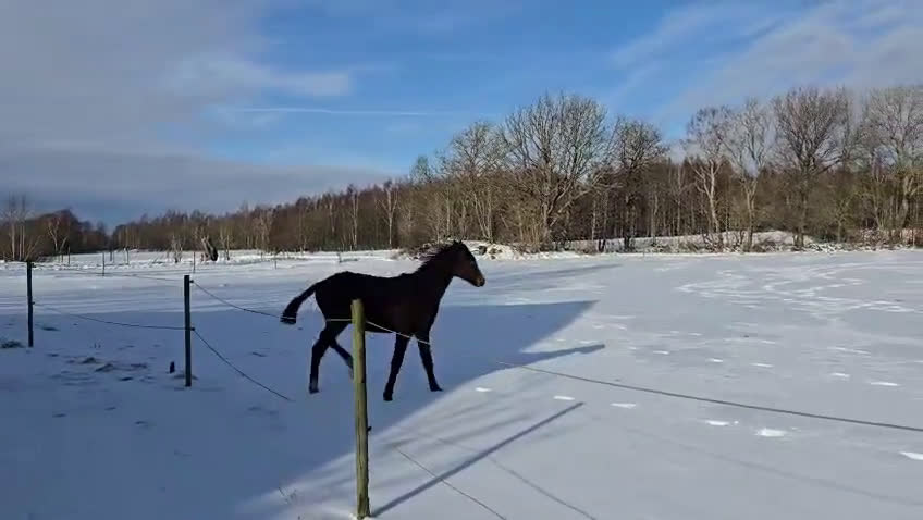 Dressyr hästar till salu: Hingstföl med starkt möderne - Video 1