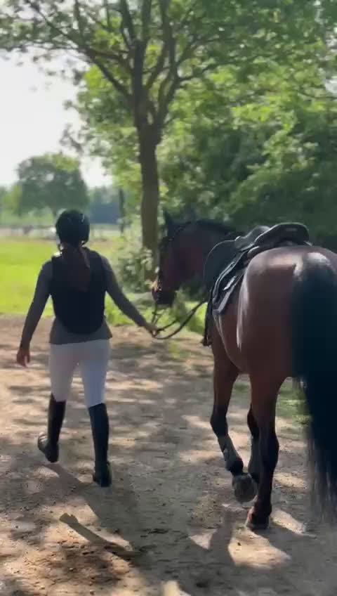 Hoppning hästar till salu: Världens bästa vän och tävlingskamrat! i Viken - Video 2