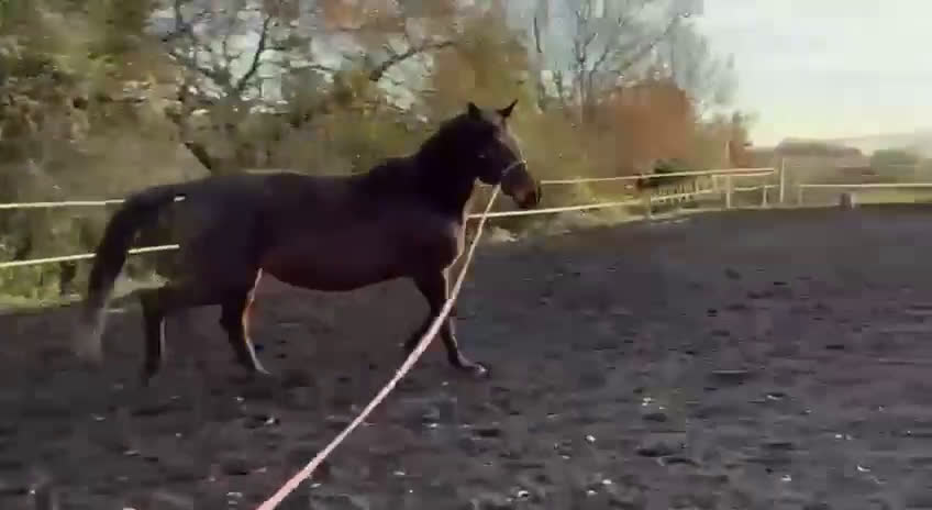 Avelshästar hästar till salu: MOCCA – Premium Trakehnersto (dräktigt) - Video 1