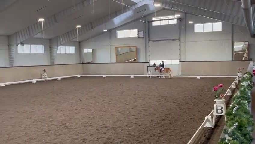 Dressyr hästar till salu: Blickfångare till tävlingsryttare i dressyr i Jönåker - Video 1