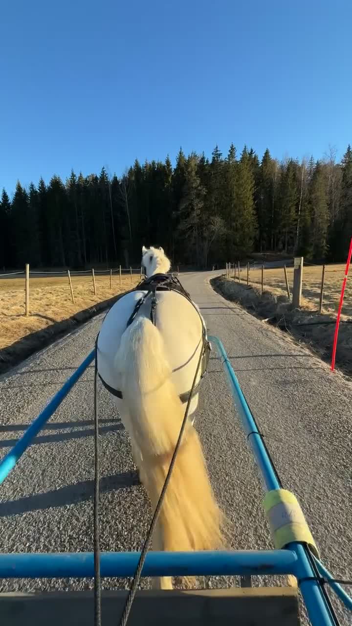 Körning hästar till salu: Inkörd allround ponny - Video 1
