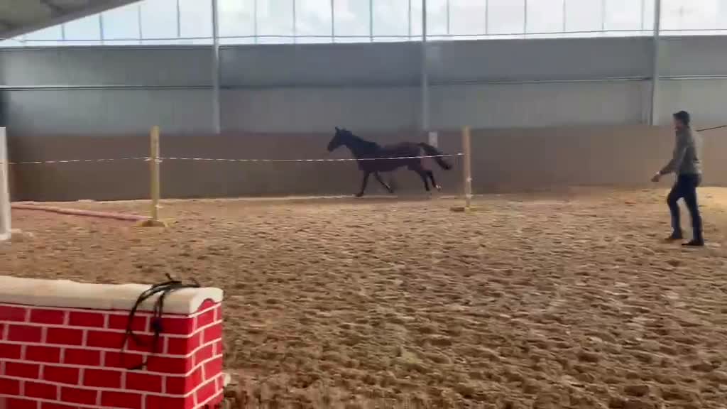 Hoppning hästar till salu: Korrekt fyraåring för framtiden - Video 2