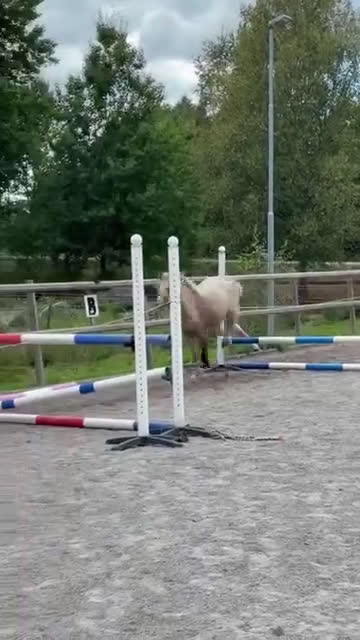 Allround hästar till salu: Tillfälle  i Vena - Video 2