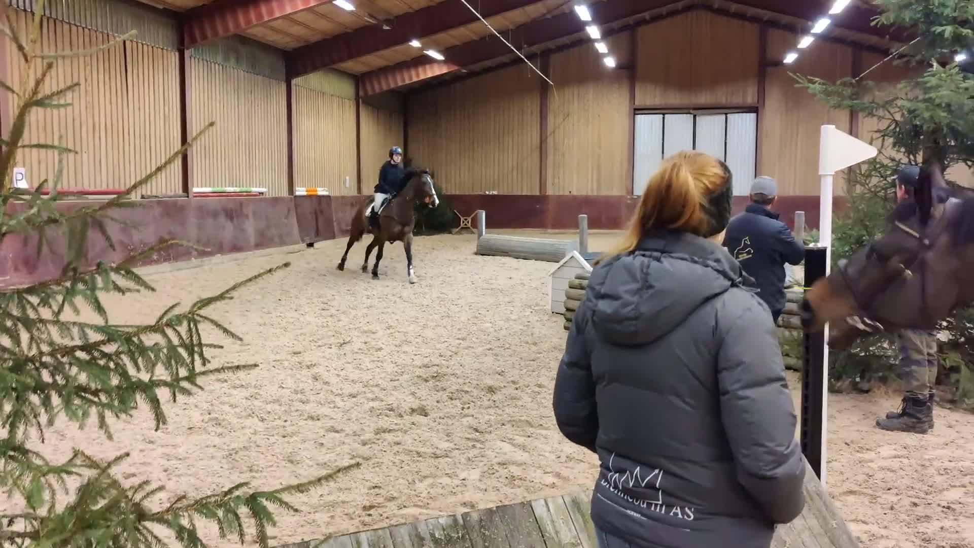Allround hästar till salu: Trevligt och talangfullt sto - Video 2