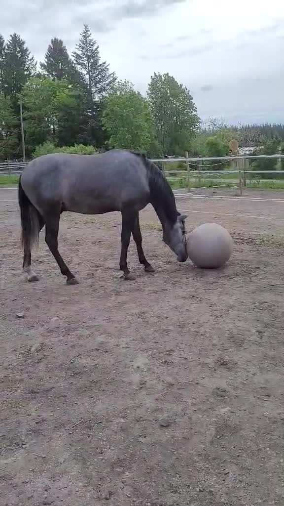 Allround hästar till salu: Förmånligt till rätt hem i Nybro - Video 1