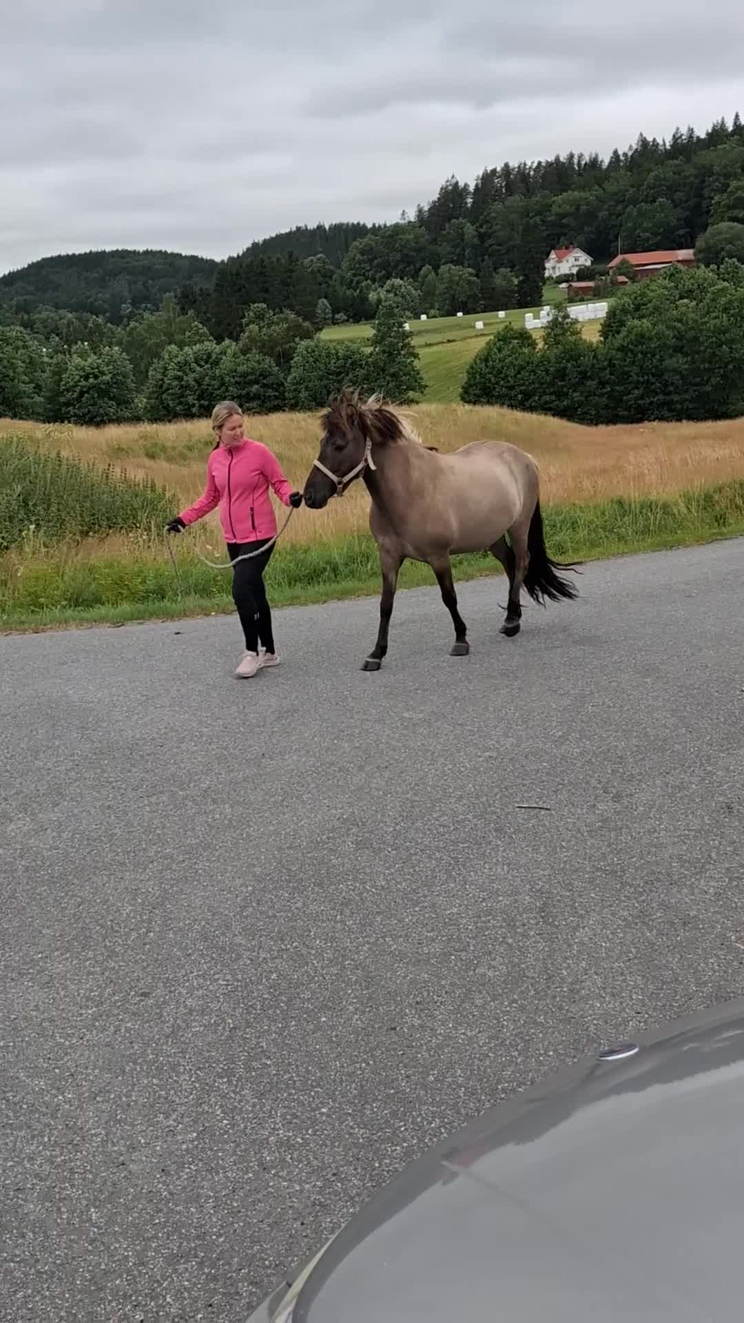 Island hästar till salu: Trevligt sto - Video 2