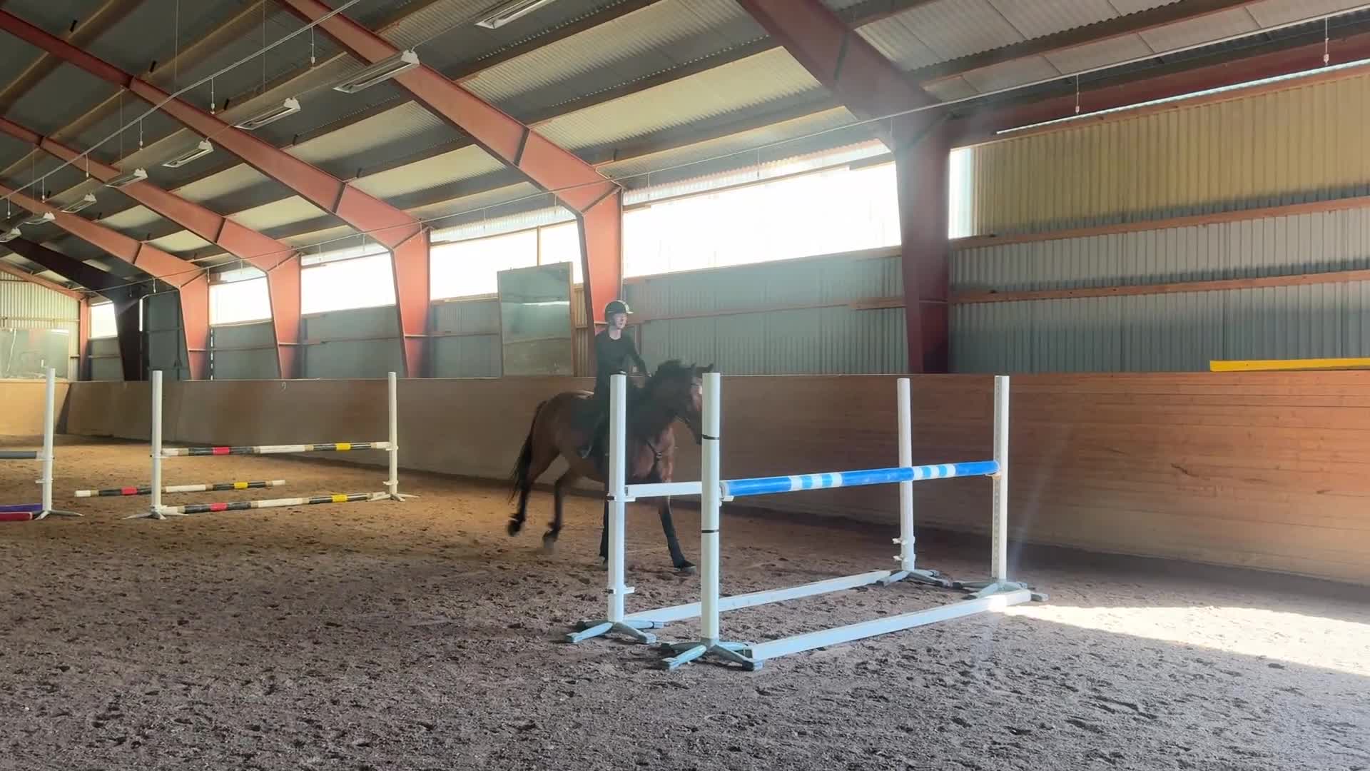 Allround hästar till salu: Snyggt sto - Video 1