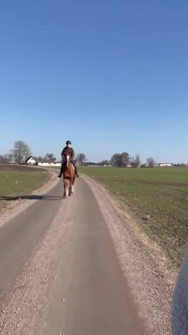 Allround hästar till salu: Väldigt trevlig allround häst  - Video 3