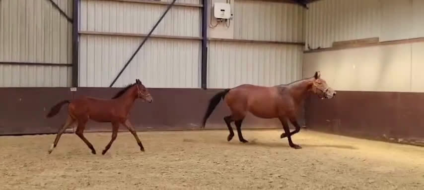 Hoppning hästar till salu: Hingstföl e Chacco-Blue x Vigo D’Arsouilles i Stockholm - Video 1