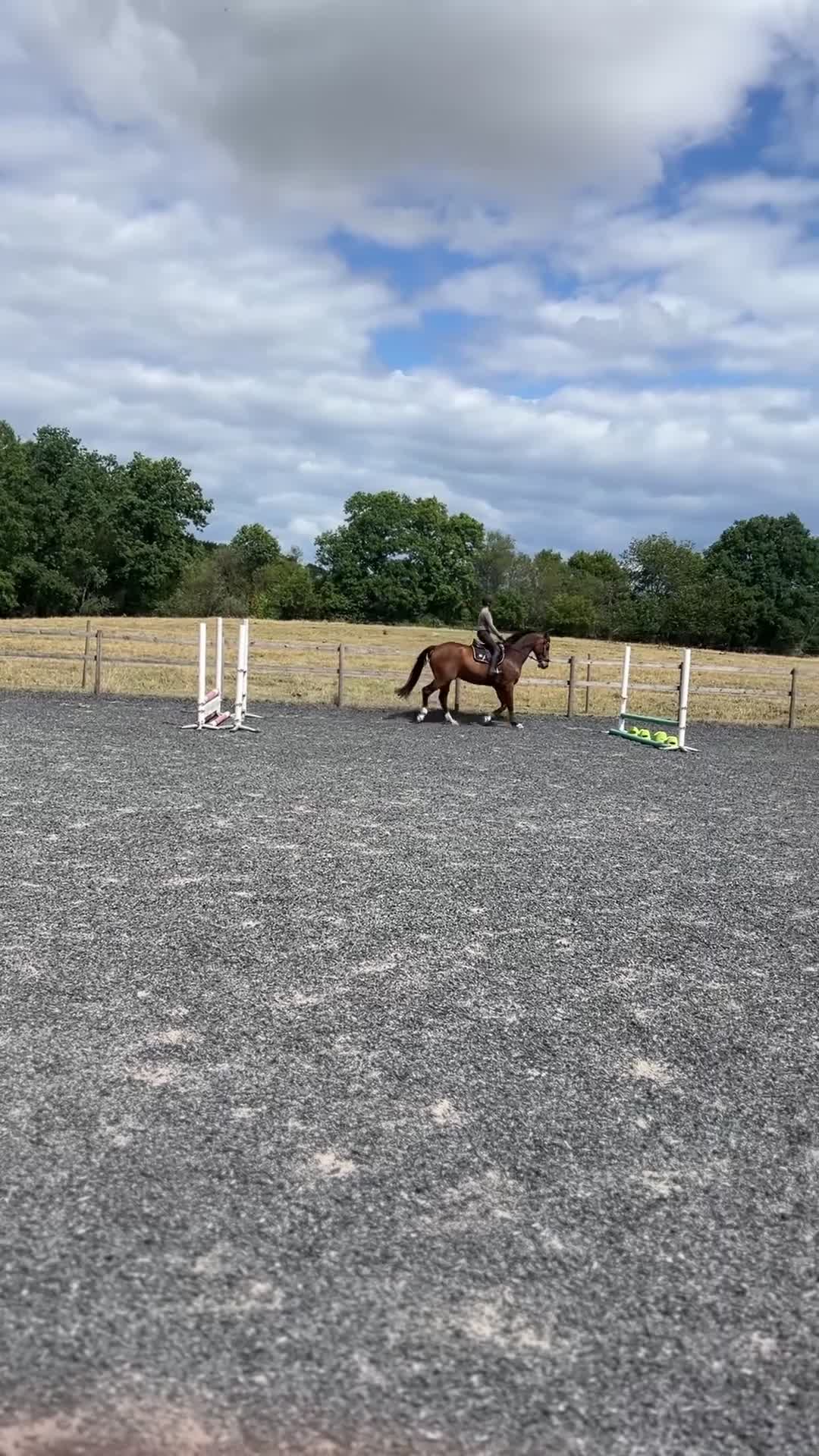 Hoppning hästar till salu: Rejäl blivande hoppstjärna i Kristianstad - Video 1