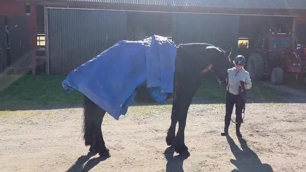Allround hästar till salu: Sirius en lyxig drömhäst - Video 1