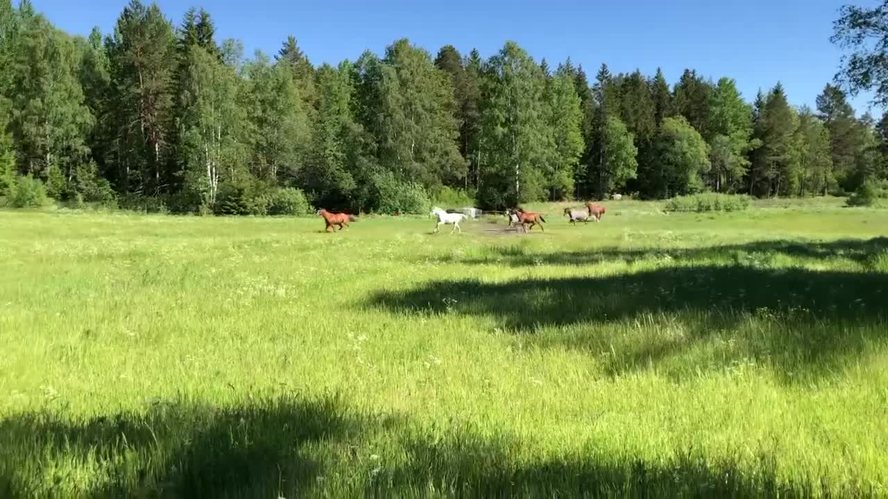  stallplats finnes: Egen stalldel uthyres förmånligt - Video 1