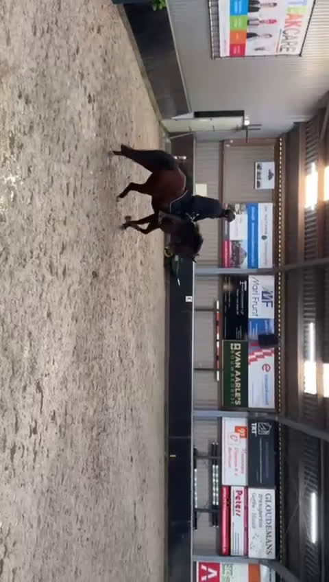 Hoppning hästar till salu: Lovande sto e: Grandorado i Marbella - Video 2