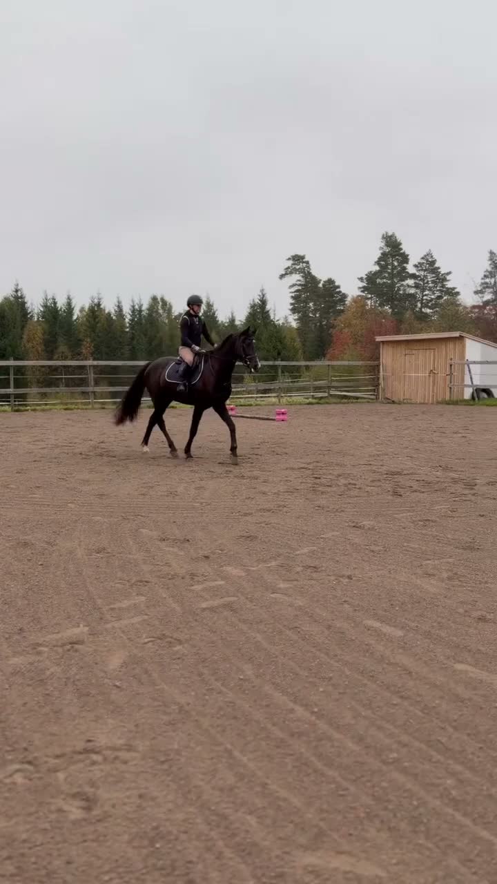 Hoppning hästar till salu: Unghäst för framtiden e: Mr Vain - Video 1