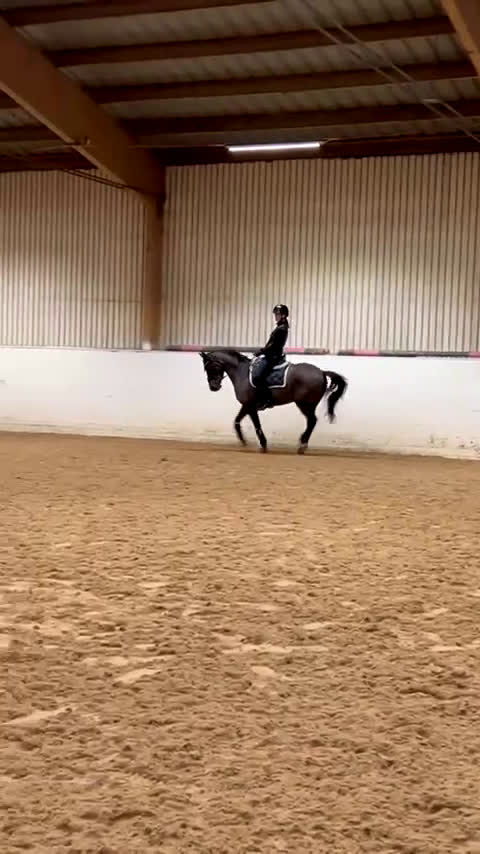 Dressyr hästar till salu: Jättefin ponny tillsalu❤️ - Video 1