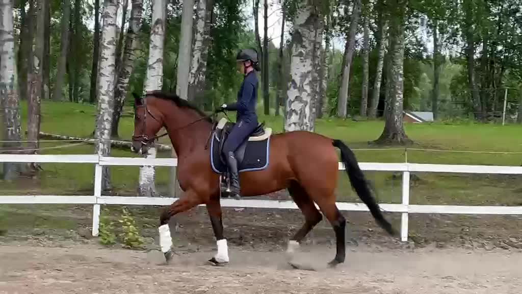 Dressyr hästar till salu: Snygg dressyrhäst - Video 2