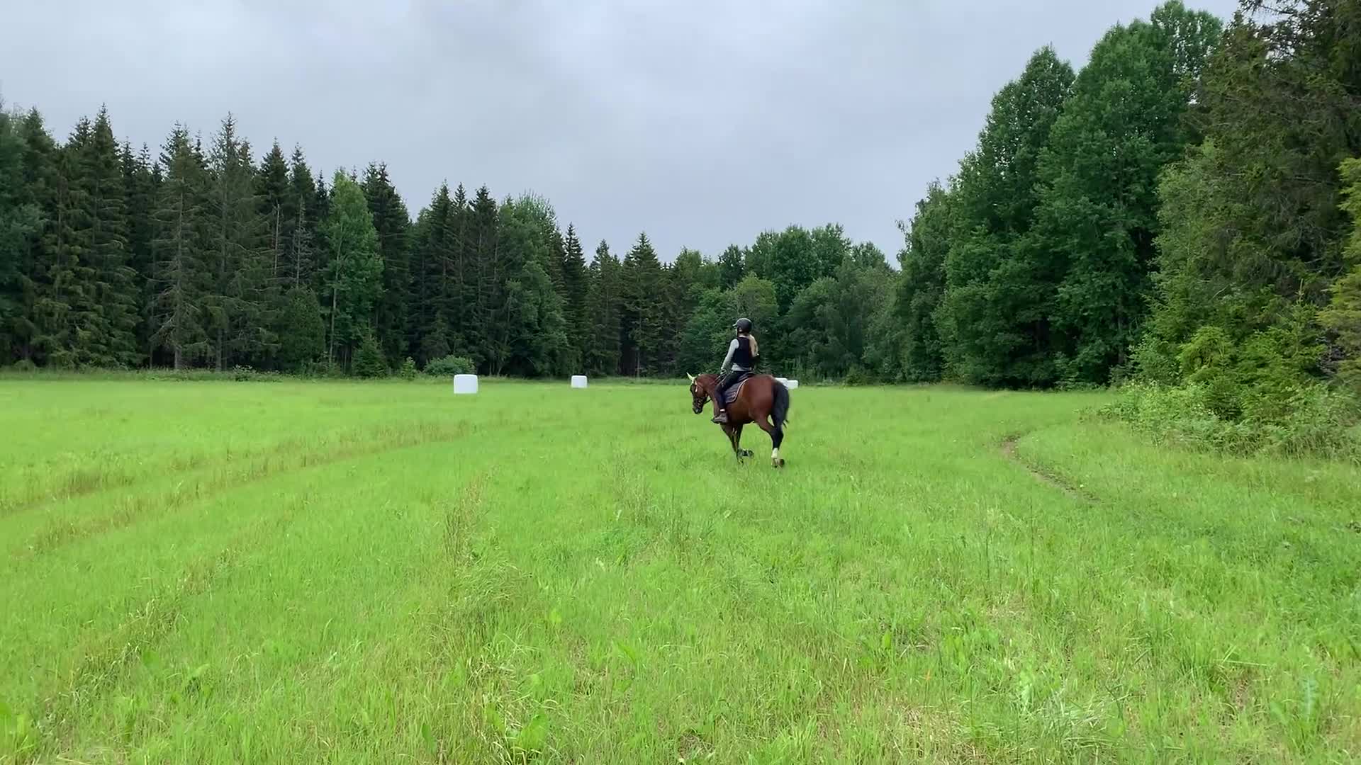 Dressyr hästar till salu: Snäll och välutbildad dressyrtalang, FEI-kvalad  - Video 4